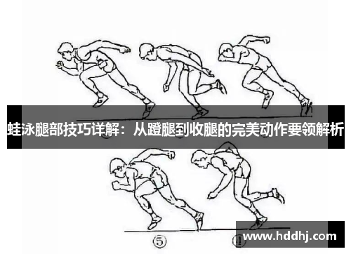 蛙泳腿部技巧详解：从蹬腿到收腿的完美动作要领解析
